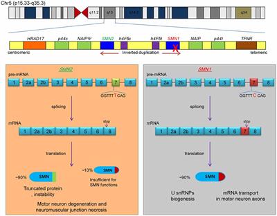 History of development of the life-saving drug “Nusinersen” in spinal muscular atrophy
